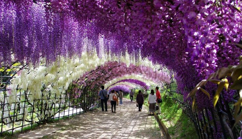 1-Kawachi Fuji Garden.jpg