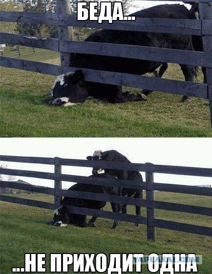 беда.jpg