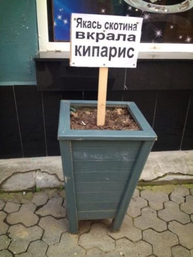  цветок.jpg