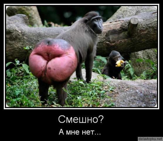  смешно.jpg